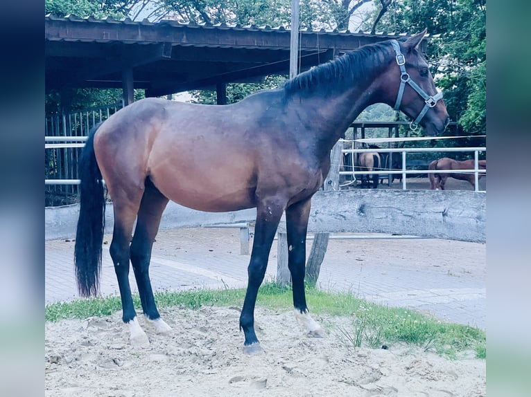 Westphalian Stallion 2 years Brown in Wenden