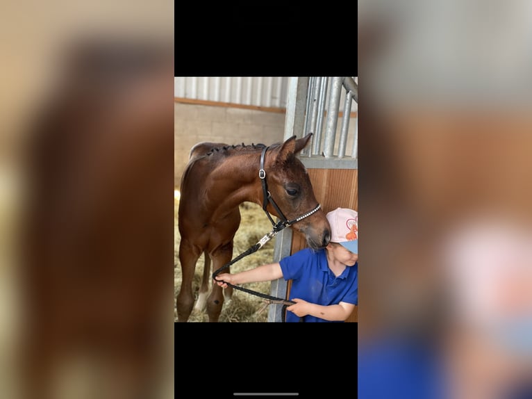Westphalian Stallion 2 years Brown in Wenden