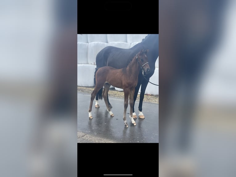 Westphalian Stallion 2 years Brown in Wenden