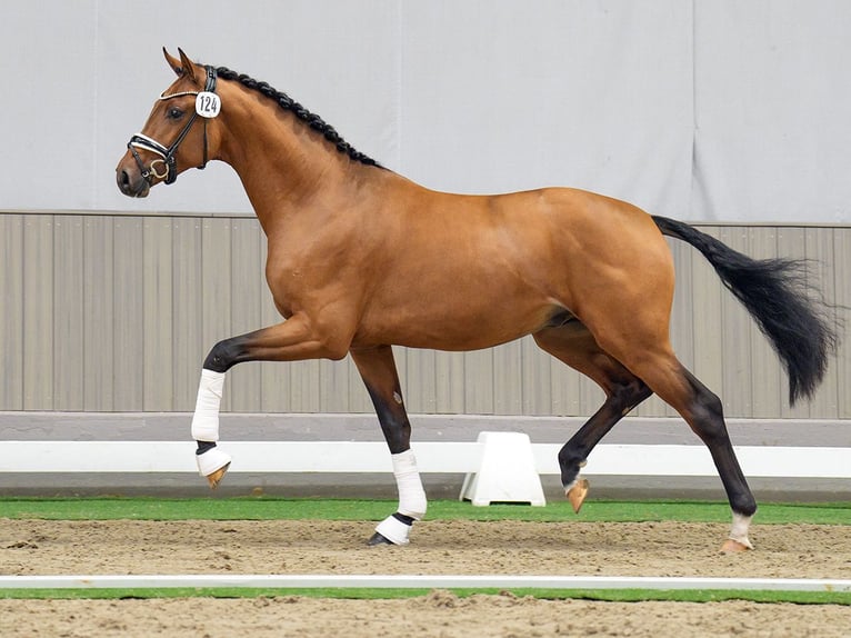 Westphalian Stallion 2 years Brown-Light in Münster-Handorf