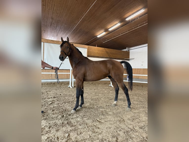 Westphalian Stallion 2 years Brown in Leichlingen