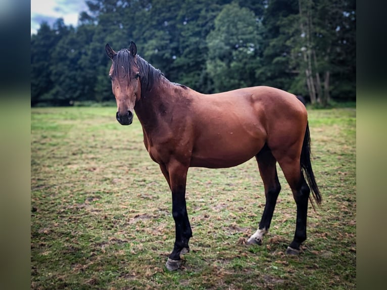 Westphalian Stallion 2 years Brown in Leichlingen
