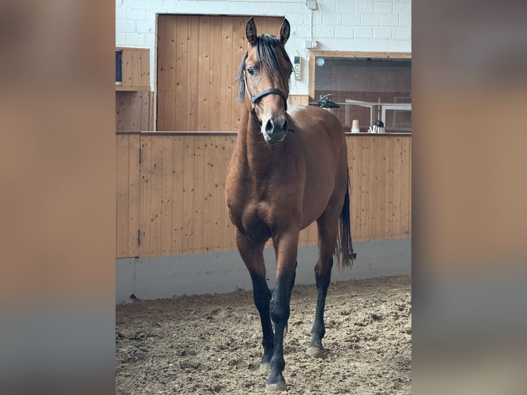 Westphalian Stallion 2 years Brown in Leichlingen