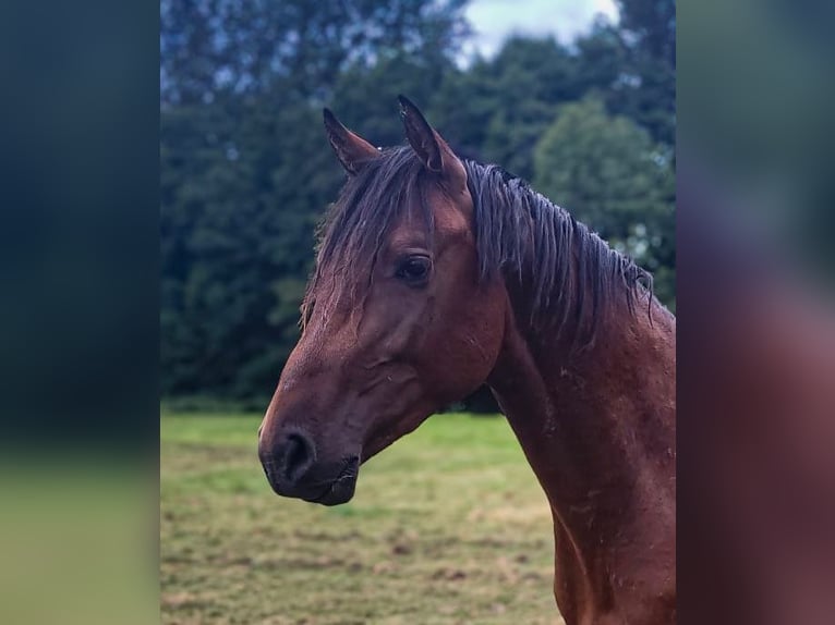 Westphalian Stallion 2 years Brown in Leichlingen