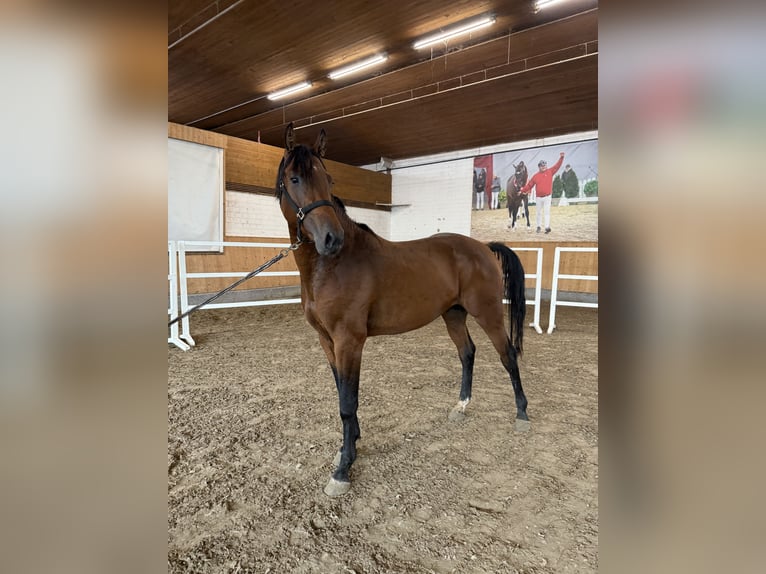 Westphalian Stallion 2 years Brown in Leichlingen