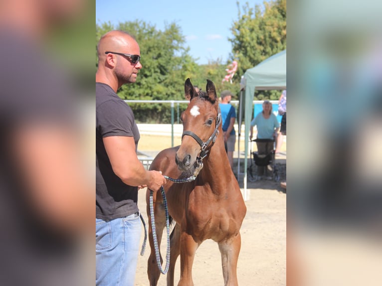 Westphalian Stallion 2 years Brown in Lindlar