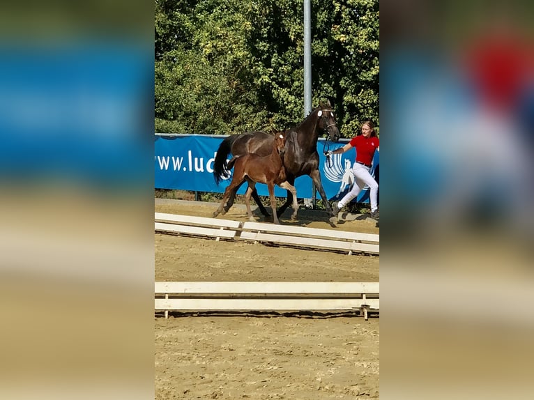 Westphalian Stallion 2 years Brown in Lindlar