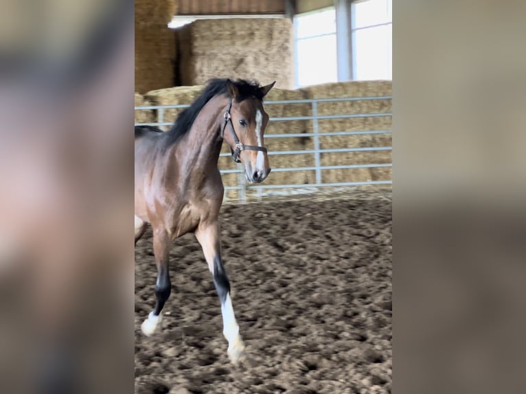 Westphalian Stallion 2 years Brown in Hannover