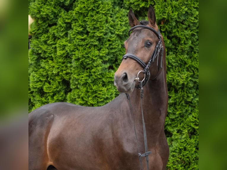 Westphalian Stallion 2 years Brown in Mnster-Handorf