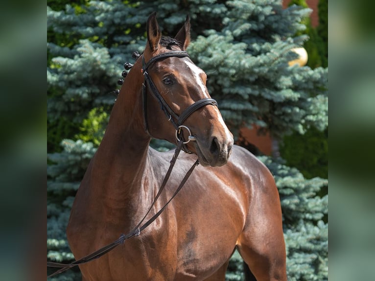 Westphalian Stallion 2 years Brown in Mnster-Handorf