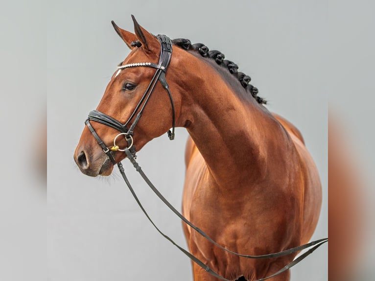 Westphalian Stallion 2 years Brown in Münster-Handorf