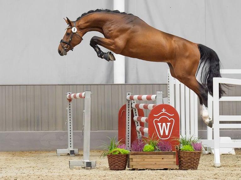 Westphalian Stallion 2 years Brown in Münster-Handorf