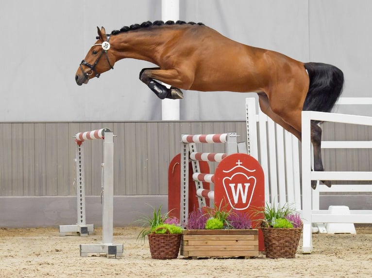 Westphalian Stallion 2 years Brown in Münster-Handorf