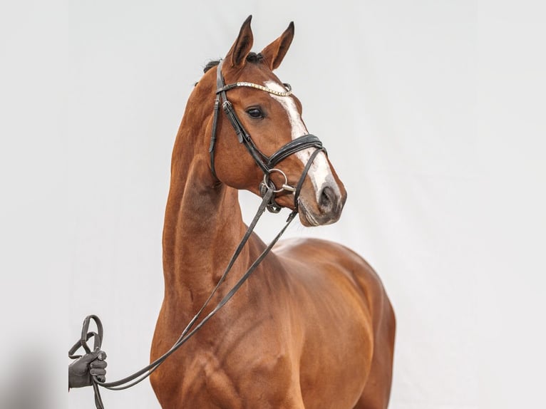 Westphalian Stallion 2 years Brown in Münster-Handorf