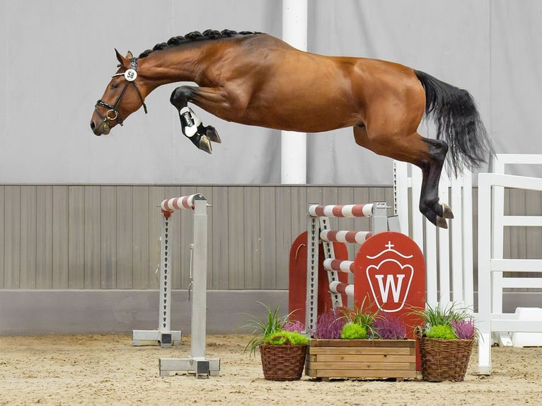 Westphalian Stallion 2 years Brown in Münster-Handorf