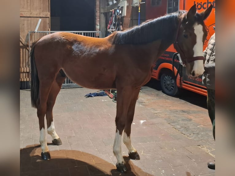 Westphalian Stallion 2 years Brown in Rekenreken