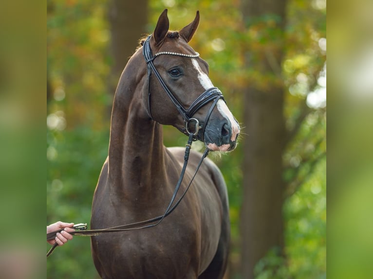 Westphalian Stallion 2 years Chestnut in Pölchow