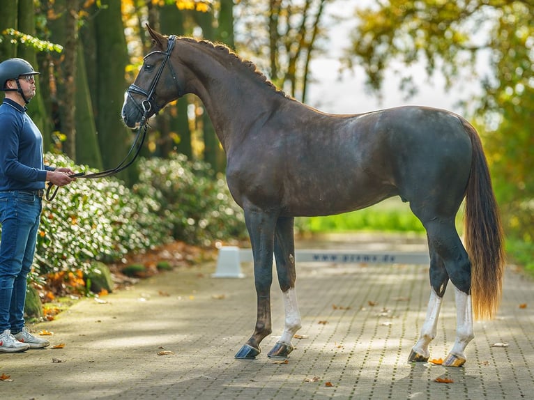 Westphalian Stallion 2 years Chestnut in Pölchow