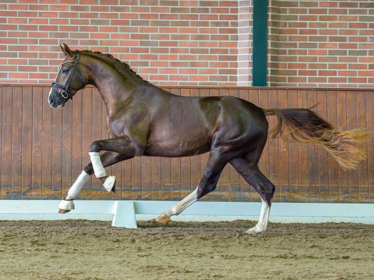 Westphalian Stallion 2 years Chestnut in Pölchow