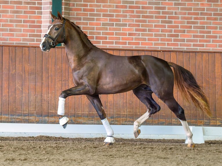 Westphalian Stallion 2 years Chestnut in Pölchow