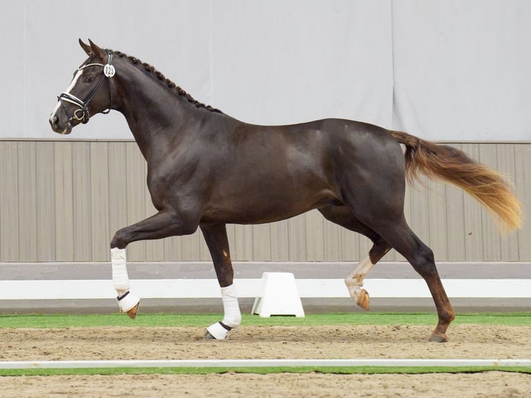 Westphalian Stallion 2 years Chestnut in Münster-Handorf