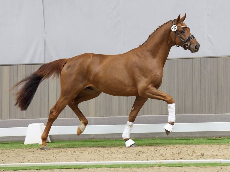 Westphalian Stallion 2 years Chestnut in Münster-Handorf