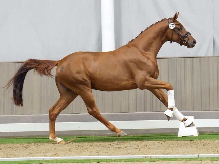 Westphalian Stallion 2 years Chestnut in Münster-Handorf