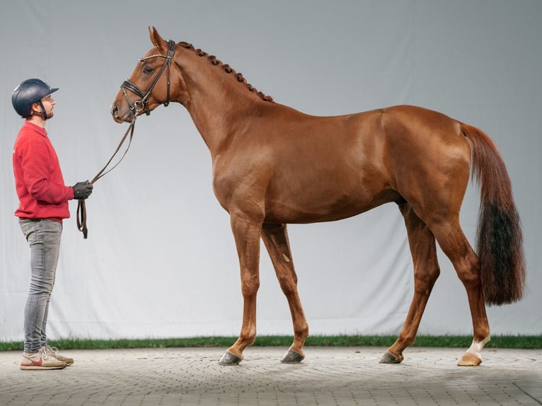 Westphalian Stallion 2 years Chestnut in Münster-Handorf