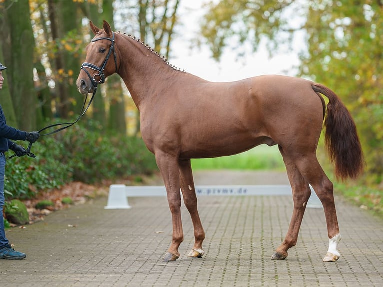 Westphalian Stallion 2 years Chestnut-Red in Rostock