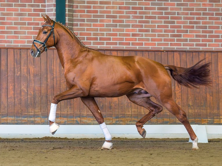 Westphalian Stallion 2 years Chestnut-Red in Rostock