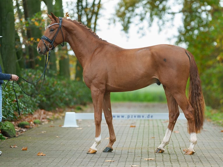 Westphalian Stallion 2 years Chestnut-Red in Rostock