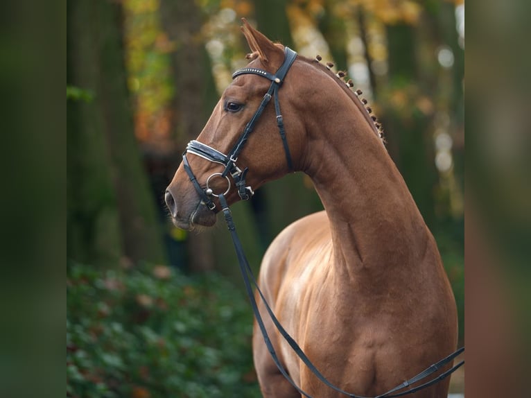 Westphalian Stallion 2 years Chestnut-Red in Rostock