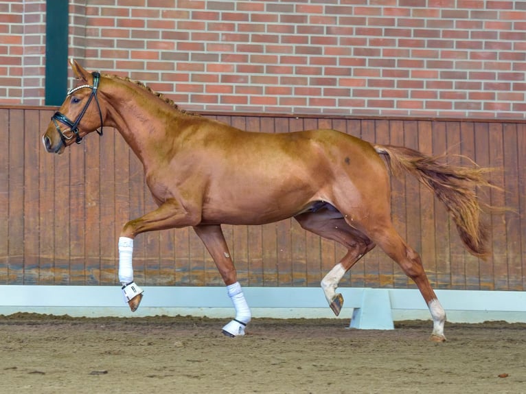 Westphalian Stallion 2 years Chestnut-Red in Rostock