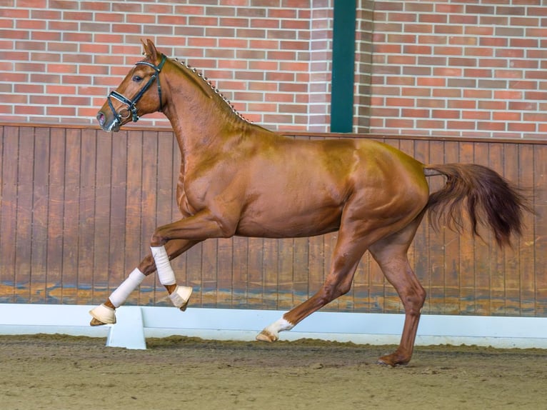 Westphalian Stallion 2 years Chestnut-Red in Rostock