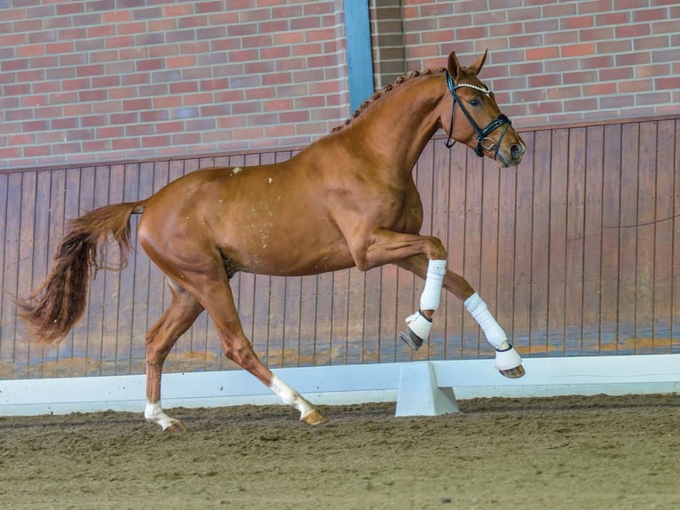 Westphalian Stallion 2 years Chestnut-Red in Rostock