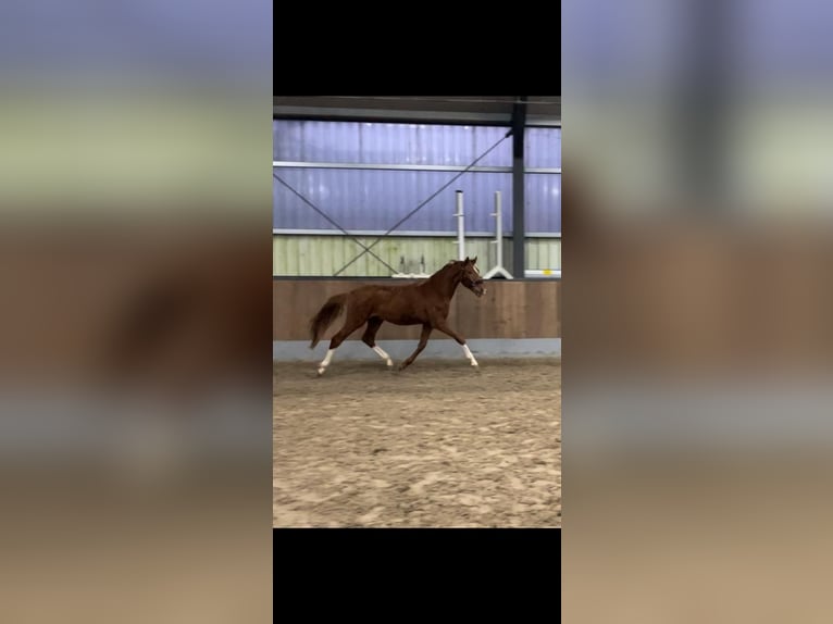Westphalian Stallion 2 years Chestnut-Red in Herzlake