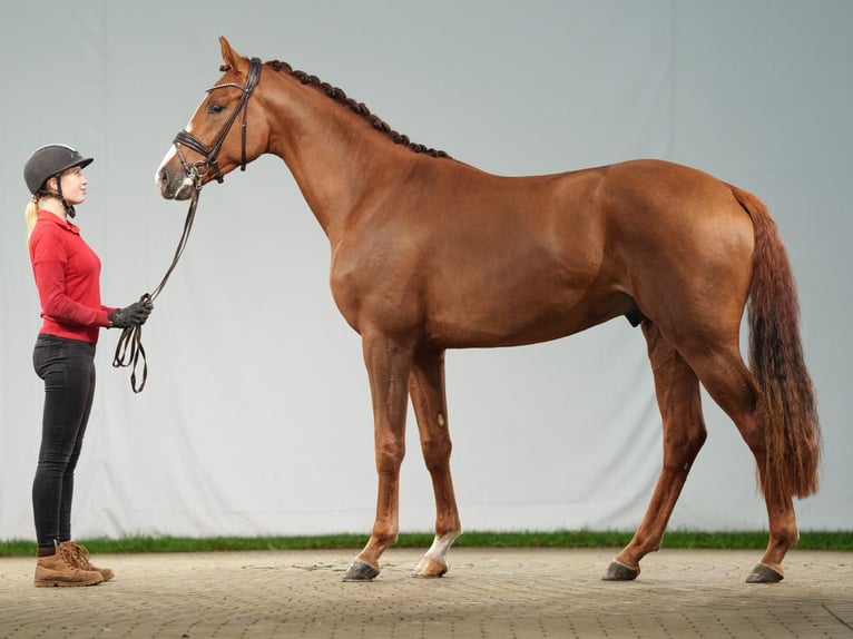 Westphalian Stallion 2 years Chestnut-Red in Münster-Handorf