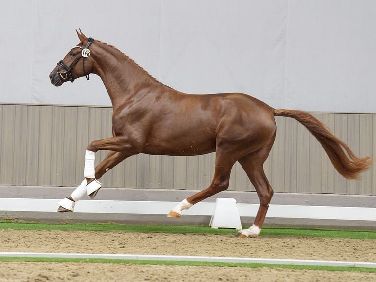 Westphalian Stallion 2 years Chestnut-Red in Münster-Handorf