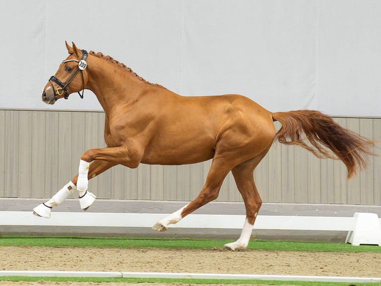 Westphalian Stallion 2 years Chestnut-Red in Münster-Handorf