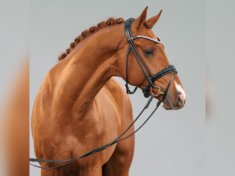 Westphalian Stallion 2 years Chestnut-Red in Münster-Handorf