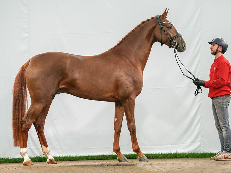 Westphalian Stallion 2 years Chestnut-Red in Münster-Handorf