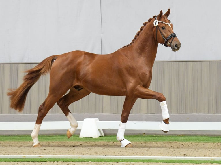 Westphalian Stallion 2 years Chestnut-Red in Münster-Handorf