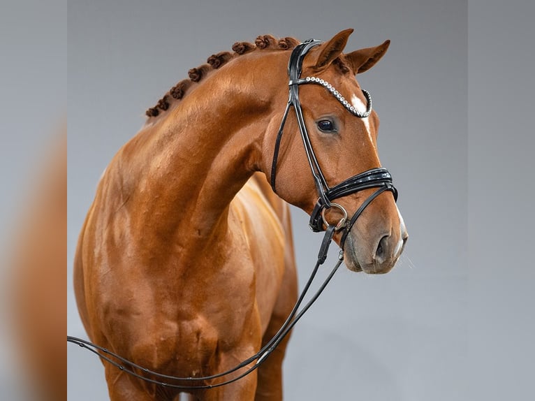 Westphalian Stallion 2 years Chestnut-Red in Münster-Handorf