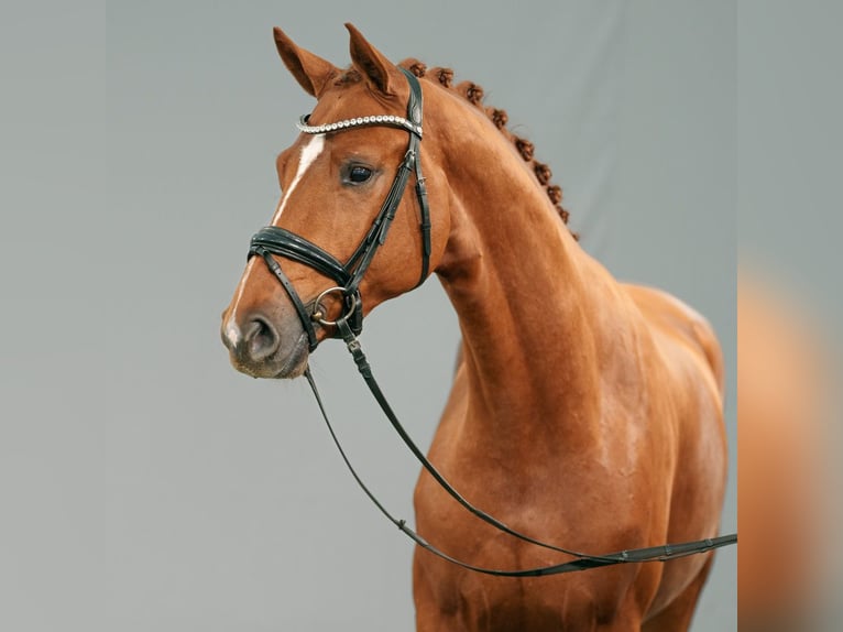 Westphalian Stallion 2 years Chestnut-Red in Münster-Handorf