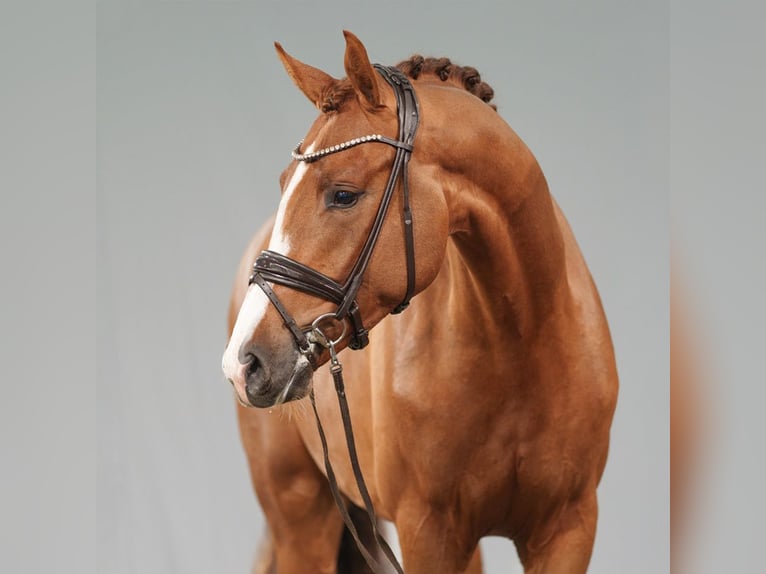 Westphalian Stallion 2 years Chestnut-Red in Münster-Handorf