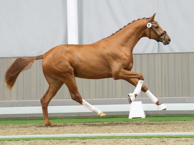 Westphalian Stallion 2 years Chestnut-Red in Münster-Handorf