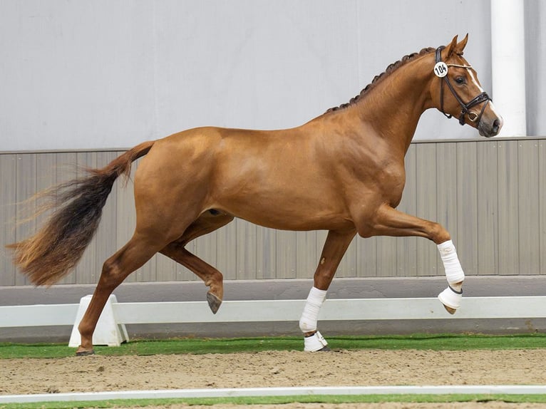 Westphalian Stallion 2 years Chestnut-Red in Münster-Handorf