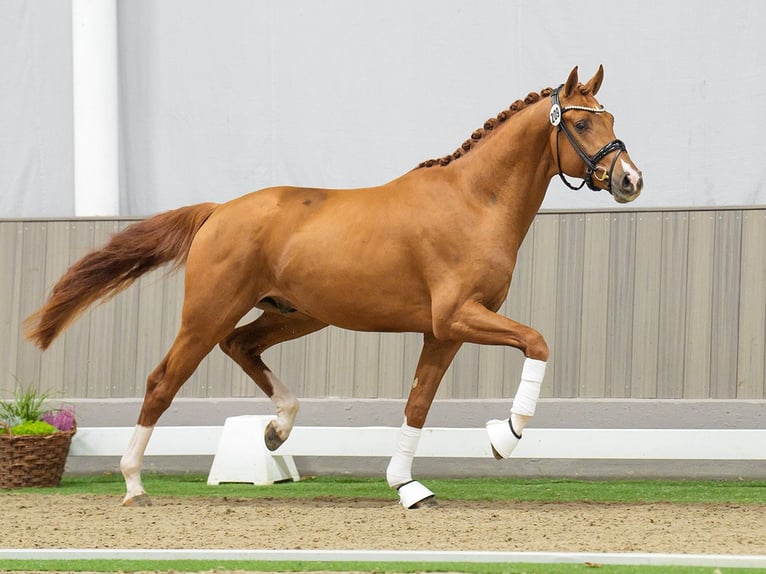 Westphalian Stallion 2 years Chestnut-Red in Münster-Handorf