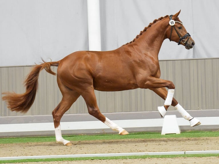 Westphalian Stallion 2 years Chestnut-Red in Münster-Handorf