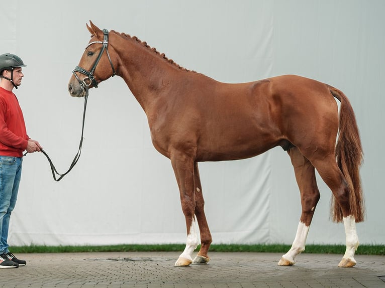 Westphalian Stallion 2 years Chestnut-Red in Münster-Handorf